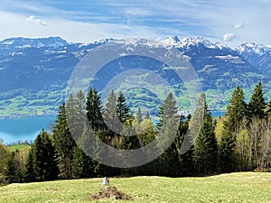 Mixed forests with deciduous and evergreen trees in early spring on the slopes of the Churfirsten mountain range