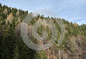 Mixed forests with deciduous and evergreen trees in Late autumn on the slopes of the Alpstein mountain range, UrnÃ¤sch