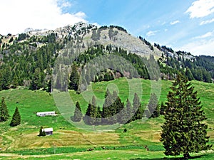 Mixed forests and thinned out trees on the slopes of the Alpstein mountain range and in the river Thur valley, Unterwasser