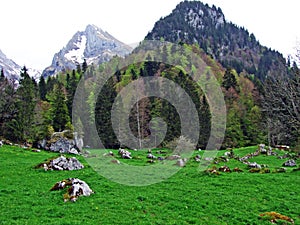 Mixed forests and thinned out trees on the slopes of the Alpstein mountain range and in the river Thur valley, Unterwasser