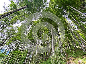 Mixed forests and thinned out trees on the slopes of the Pilatus massif and in the alpine valleys below the mountain peaks