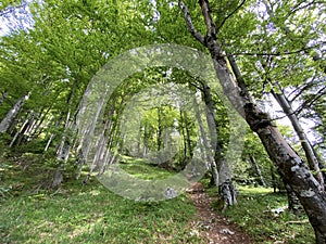 Mixed forests and thinned out trees on the slopes of the Pilatus massif and in the alpine valleys below the mountain peaks