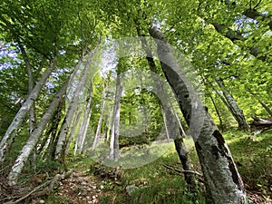 Mixed forests and thinned out trees on the slopes of the Pilatus massif and in the alpine valleys below the mountain peaks