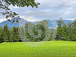 Mixed forests and thinned out trees on the slopes of the Pilatus massif and in the alpine valleys below the mountain peaks