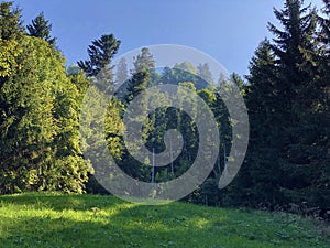 Mixed forests and thinned out trees on the slopes on the slopes of the Buochserhorn mountain and by the lake Lucerne