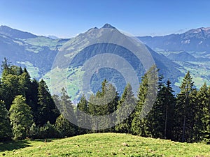 Mixed forests and thinned out trees on the slopes on the slopes of the Buochserhorn mountain and by the lake Lucerne