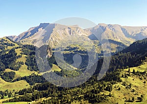 Mixed forests and thinned out trees on the slopes on the slopes of the Buochserhorn mountain and by the lake Lucerne