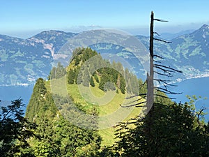 Mixed forests and thinned out trees on the slopes on the slopes of the Buochserhorn mountain and by the lake Lucerne