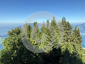 Mixed forests and thinned out trees on the slopes on the slopes of the Buochserhorn mountain and by the lake Lucerne