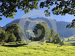 Mixed forests and thinned out trees on the slopes on the slopes of the Buochserhorn mountain and by the lake Lucerne