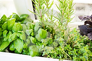 Mixed fresh aromatic herbs growing in pot, urban balcony garden with houseplants closeup