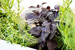 Mixed fresh aromatic herbs growing in pot, urban balcony garden with houseplants closeup