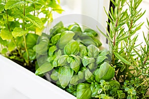 Mixed fresh aromatic herbs growing in pot, urban balcony garden with houseplants closeup photo