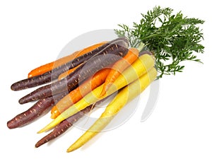 Mixed Fresh Carrots on white Background - Isolated