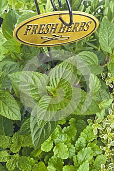 Mixed Fresh Herbs in a Basket