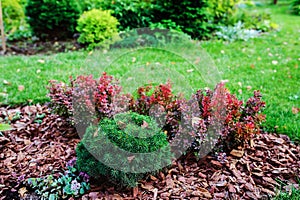 Mixed garden border with berberis thunbergii Admiration and Picea Mariana Nana