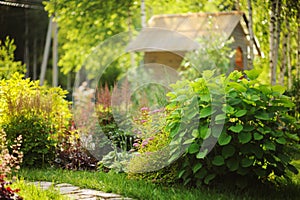 Mixed garden border with blooming spirea japonica Yellow Princess, Hydrangea Annabell, hostas and heucheras in sunny summer