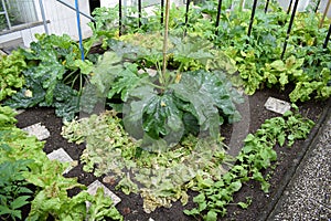 mixed garden with lettuse, zucchini, tomato and paprika photo