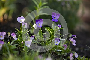 Mixed Garden Viola - Pansy Flowers