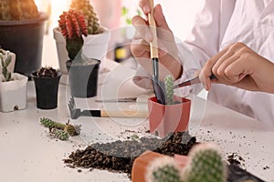 Mixed gardening. Woman doing a hobby garden Agriculture propagate and reproducing cactus on pot. photo