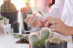 Mixed gardening. Woman doing a hobby garden Agriculture propagate and reproducing cactus on pot.