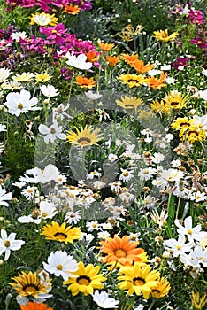 mixed Gazania's in a garden