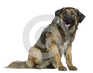 Mixed German Shepherd dog, 3 years old, sitting