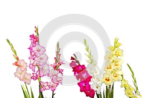 Mixed gladiolus flowers