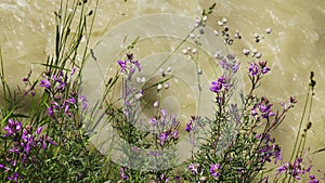 mixed-grass (forb) meadow on the river bank