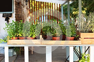 Mixed Green fresh aromatic herbs - melissa, mint, thyme, basil, parsley in pots. Aromatic spices Growing at home. Kitchen herb pla