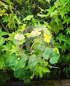 Mixed green leaves of some vegetable vines on tree