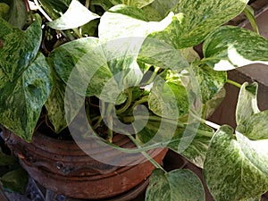 mixed green and white pattern leaves of Devil s ivy or Hunter s-robe creeping in clay pot