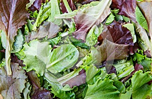 Mixed Greens and Lettuce