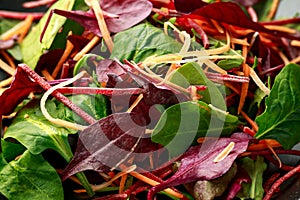 Mixed greens lettuce, spinach, baby beetroot leaves and carrots salad