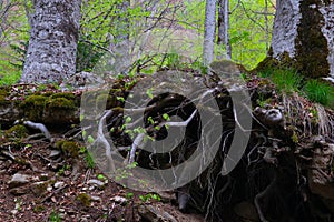 Mixed greenwood forest, mossy trees roots stick out of the ground. Photo depicting dark scary misty backwoods.