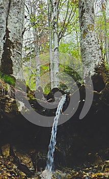 Mixed greenwood forest, mossy trees roots stick out of the ground, forest stream flows. Photo depicting dark scary misty