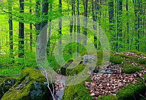 Mixed greenwood forest, mossy trees and stones. Photo depicting