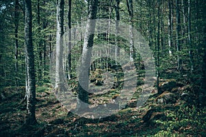 Mixed greenwood forest. Photo depicting dark misty evergreen pin