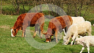 mixed herd of cows in a pasture