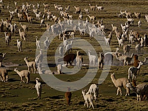 Mixed herd of farm animals llamas alpacas in andes mountains plateau nature landscape near Colca Canyon Arequipa Peru