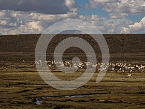 Mixed herd of farm animals llamas alpacas in andes mountains plateau nature landscape near Colca Canyon Arequipa Peru