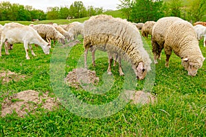 Mixed herd of sheep and goats are grazing grass, on a pasture, meadow