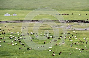 Mixed herd of sheep and Kashmir goats