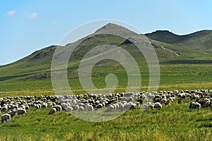 Mixed herd of sheep and Kashmir goats grazing in the steppe