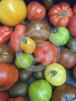 Mixed heritage tomatoes background red yellow green and brown