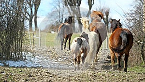 Mixed  horse herd with brown horses and white and mottled pony galloping through a narrow spot between the bushes. horses run