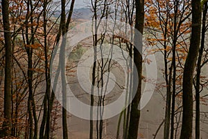 Mountain Forest With Fog and Trees During Fall