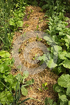 mixed landings are mulched on the bed, a permaculture method of growing plants