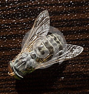 Mixed light. Horsefly or Gadfly or Horse Fly Diptera Insect Macro. Selective focus