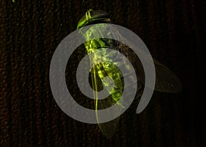 Mixed light. Horsefly or Gadfly or Horse Fly Diptera Insect Macro. Selective focus